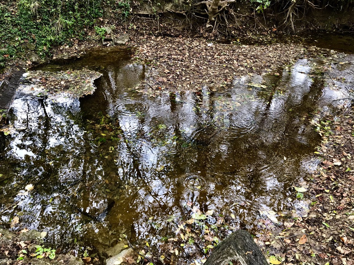 sceptreliquids's tweet photo. Cobb and I were out early this morning morning in the drizzle of #CeredoWV. It’s #BeanBoot weather. https://t.co/T6DkHER5c6