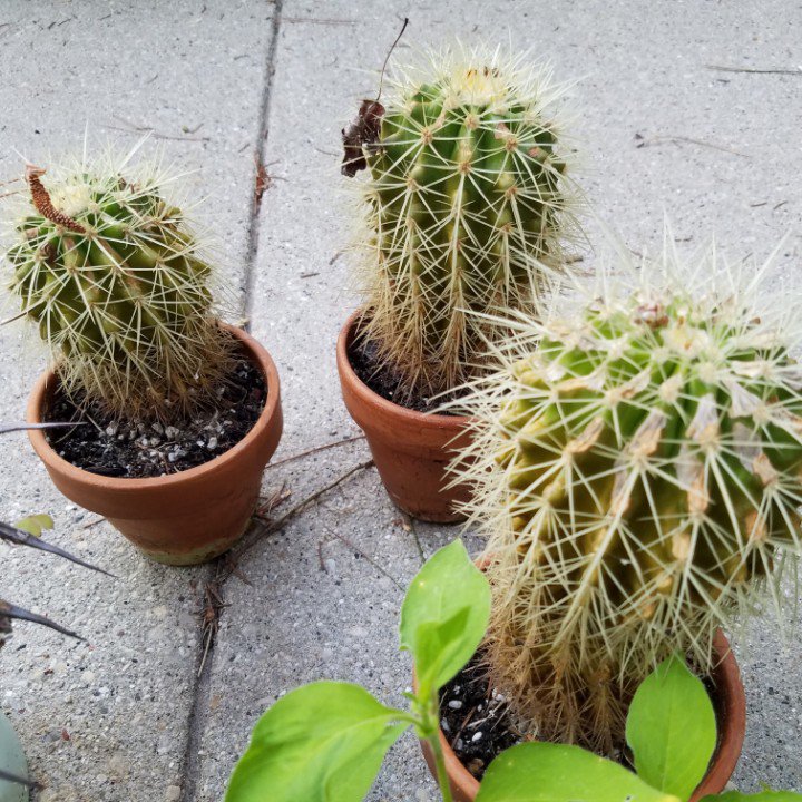 twvgshow's tweet photo. #summerthrowback #cacti #inpots #wisconsin #garden #gardening #summer #twvg https://t.co/clvuV14Zbr