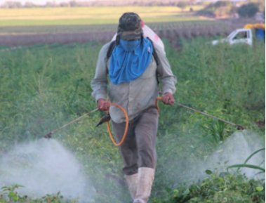 ToxicsFree's tweet image. No safe levels for organophosphate pesticides exposure! "Prenatal exposure at low levels is putting children at risk for  cognitive and behavioral deficits and for neurodevelopmental disorders." Read the study  journals.plos.org/plosmedicine/a… #ToxicsFree #Listentoscience: