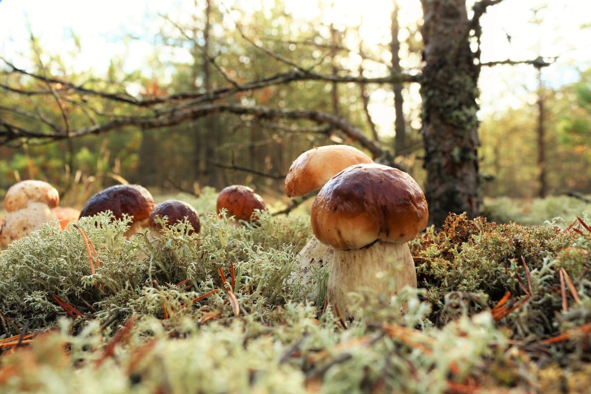 Lithuania tweet media