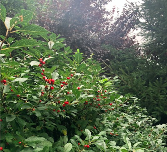 BannksJordan's tweet photo. Since Fall is in full swing. Let’s take a look back on some of the greener areas at Sacred Heart before they were bare. #SHUSocialMedia https://t.co/EshCoEHsUD