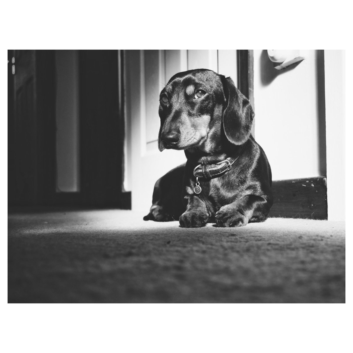 Lisa_Soar's tweet photo. Chilly day today, but warm in the sun spots. #myofficehound https://t.co/BgQUsYRxUU