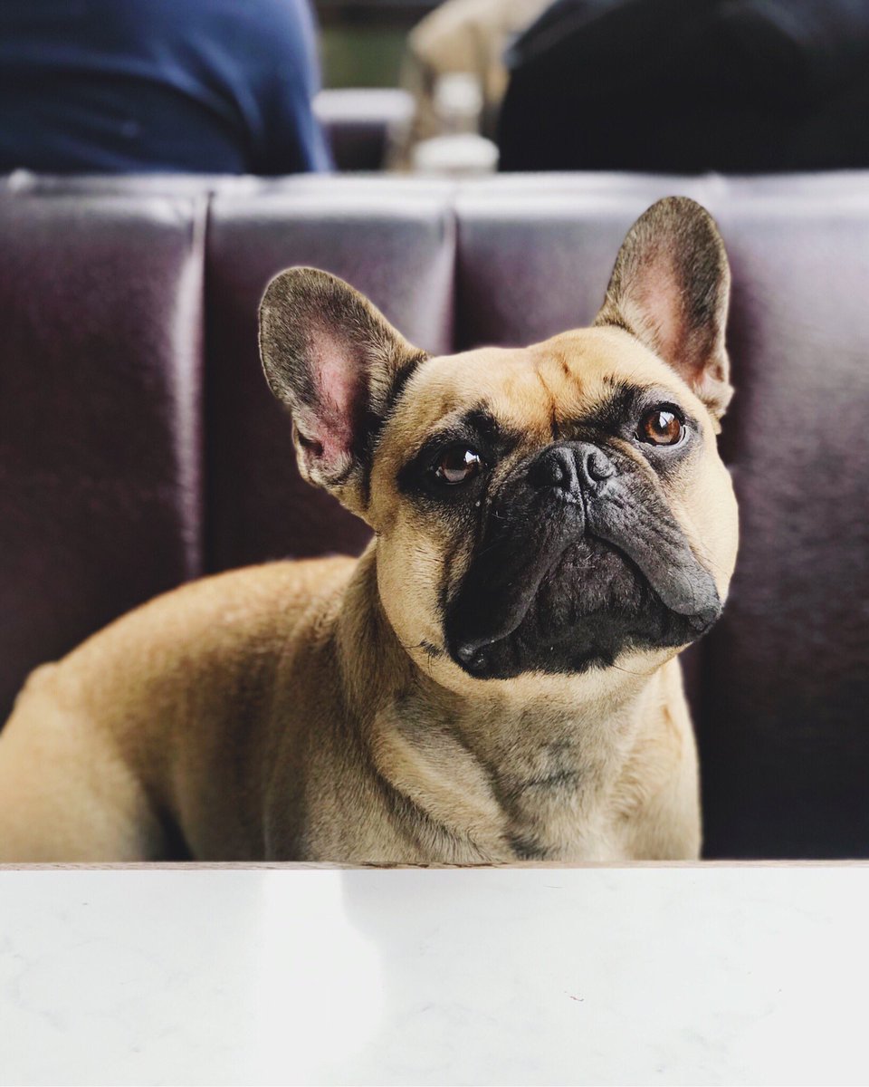 kcafeglasgow's tweet photo. We love all our regulars but we have a special place in our hearts for Clyde. ❤️
#KC #kcloves #glasgow #dogs #finnieston #dogfriendly #dogsofinstagram #FrenchBulldog https://t.co/YI9TOtfFHH