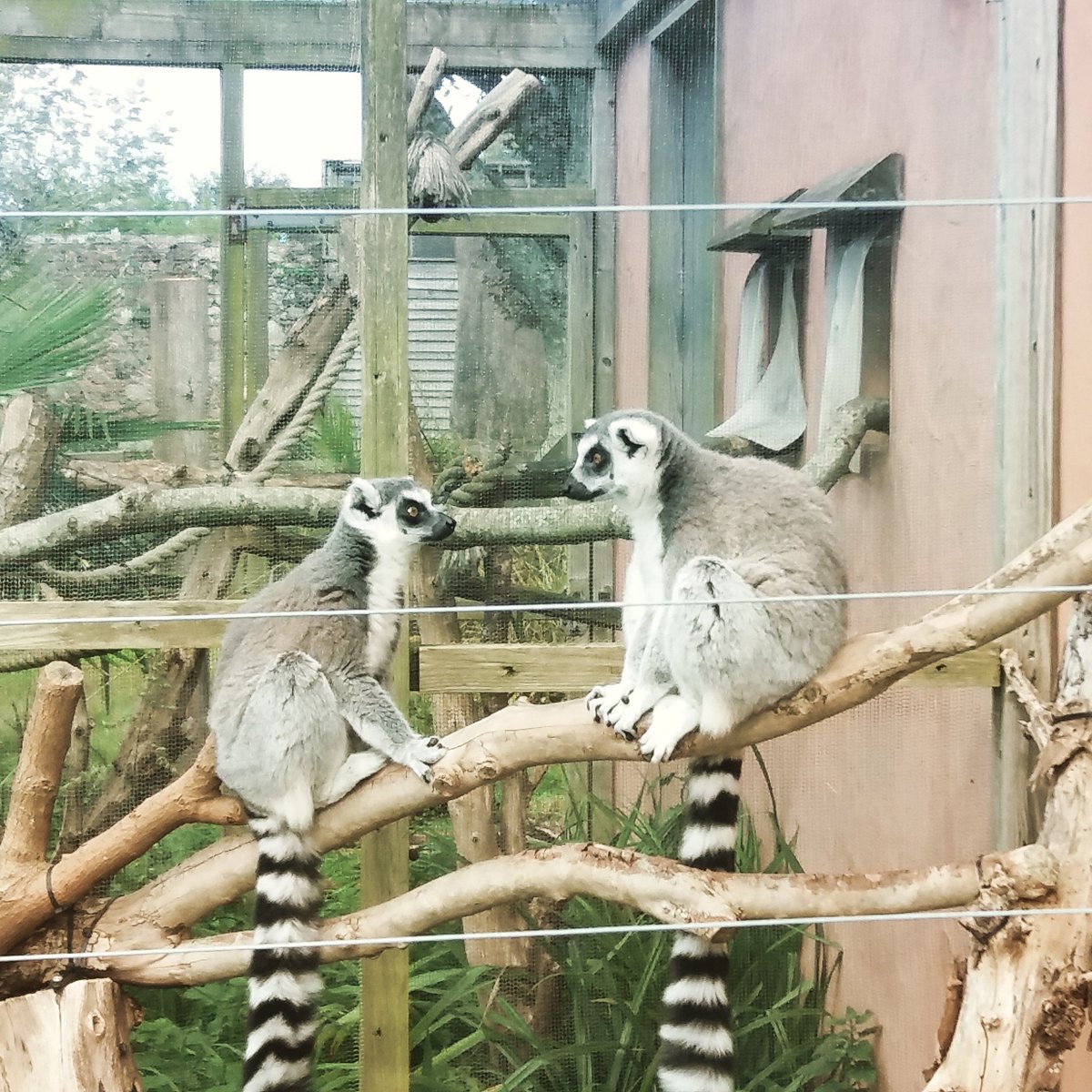 CraftsRingtail's tweet image. "Hey did you know it's World Lemur Day?"
"No way that's so cool!"
- an actual conversation between two lemurs #WorldLemurDay