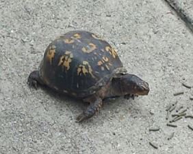 TurtleYard tweet picture