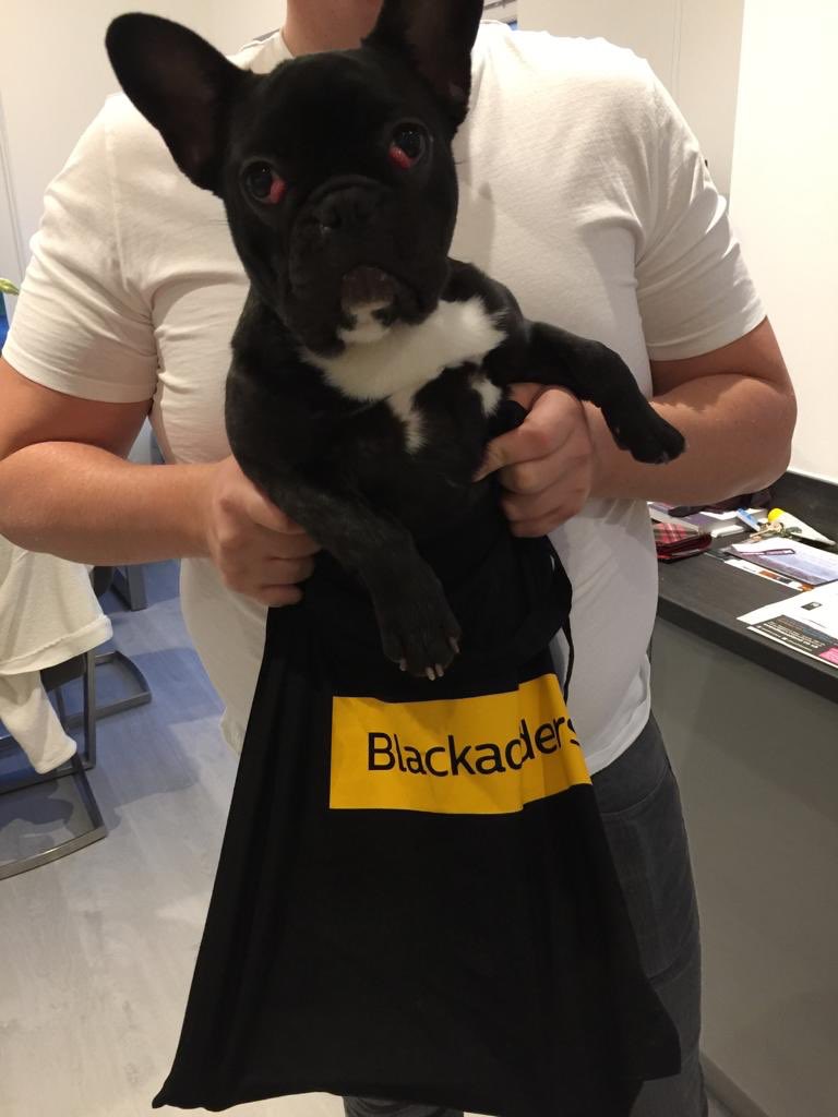 Free clap of the <a href="/BlackaddersLLP/">Blackadders LLP</a> Aberdeen conveyancing dept. mascot, Bella the Frenchie, with every conveyancing enquiry*!   
                                                          *may not get a clap, but she is darn cute!
