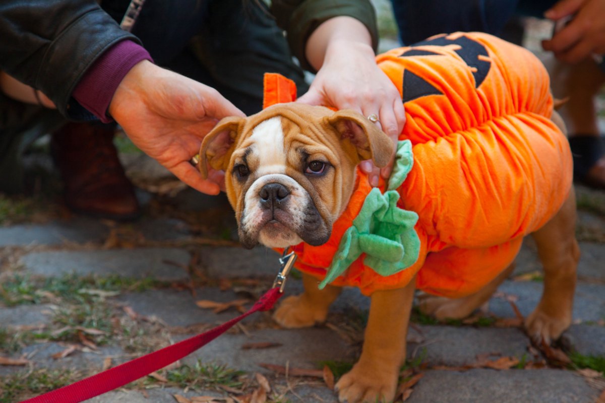 FFIDesMoines's tweet photo. Happy #NationalPumpkinDay! Who else is ready for Halloween?

#fairfieldinndesmoines #exploredesmoines #desmoines #desmoinesiowa #desmoinesia #westdesmoines #iowa #dogcostume #pumpkin #halloween #halloweendog https://t.co/9kfaTZiLJZ