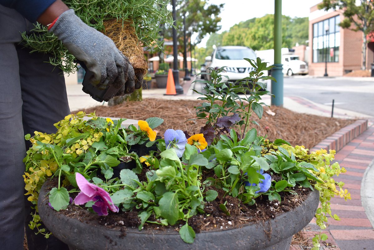 BlackjackHort's tweet photo. Hardworking hands and pansies in pots. It's fall at Brookwood Village! https://t.co/FMlNIR5Ylk