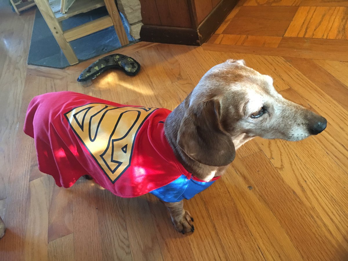 A_J_Roberts's tweet image. @RealJohnGlover Can Sammie get a RT?  She may be super-dog, but she won't attack you.  Promise!
  gofundme.com/maisie-keeps-d…