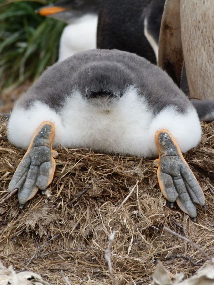 ペンギンの足の裏ってこうなってるのか 氷の上でも凍らない秘密と新たな萌えペンケツの可愛らしさについて Togetter ペンギンの足の裏ってこうなってるのか 氷の上でも凍らない秘密と新たな萌えペンケツの可愛らしさについて Togetter