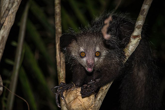 LouisianaLemur's tweet photo. #didyouknow that #ayeayes are great #pollinators? Their #snout becomes coated in #pollen and they carry it from #tree to tree.
πΈ: Wikipedia
#louisianalemurfoundation #evolution #prosimians #lemurlove #diet #savingspecies #species #adapted #bethechange #mammals https://t.co/awYh3kuaCm