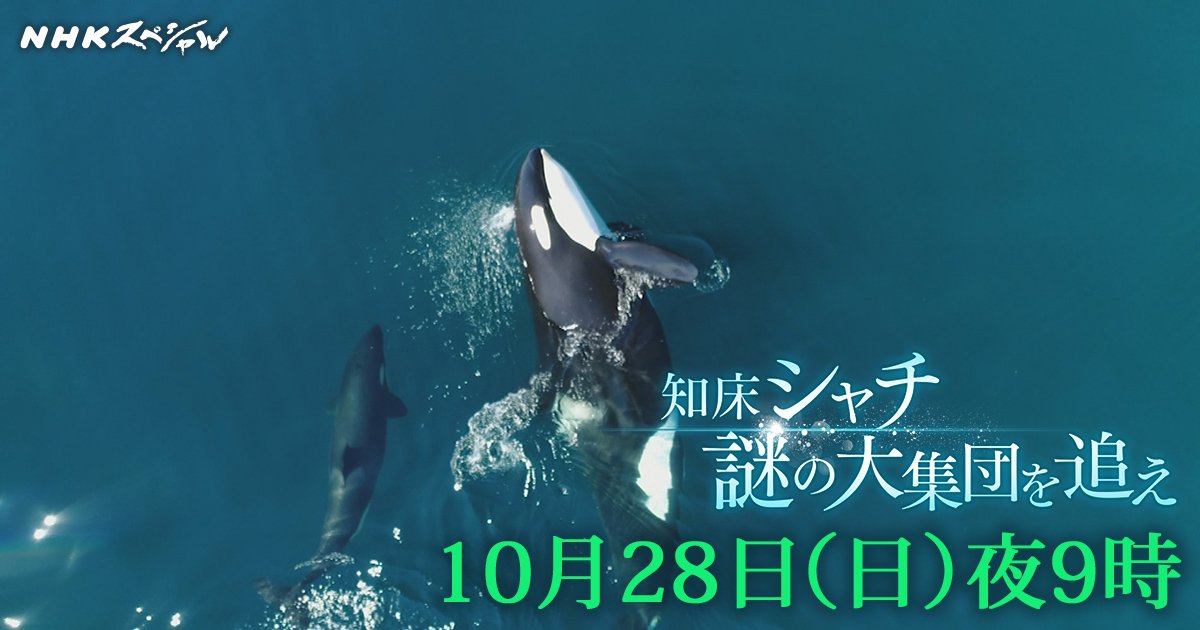 O Xrhsths ｎｈｋスペシャル公式 Sto Twitter 整然と並ぶ数十頭の シャチ の大群の ドローン映像 シャチの赤ちゃんとお母さんの愛らしい姿 Nhkスペシャル 知床 シャチ 謎の大集団を追え ナレーションは元ｎｈｋアナウンサーの 三宅民夫 さんです