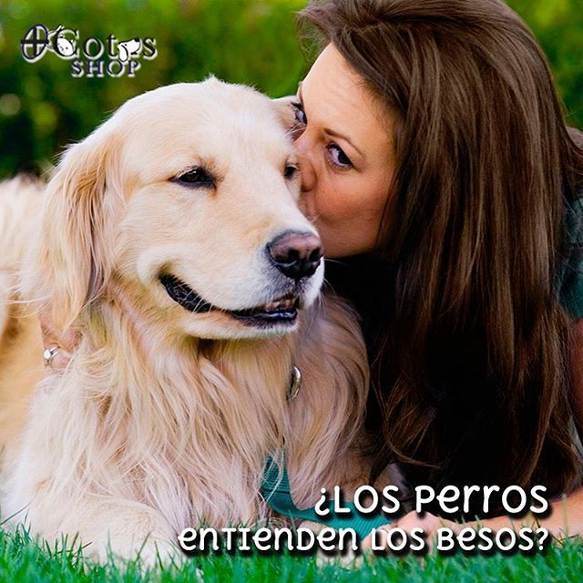 En el lenguaje corporal de los perros, los besos son algo que no existe. Tal vez pienses que los lametones que se dan entre ellos son el equivalente, pero lo cierto es que se trata de una expresión completamente distinta, y ellos reconocen esta diferenci… ift.tt/2ShQLeS