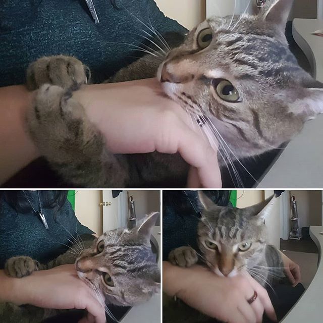 MzHartz's tweet photo. What it means to be loved by a bitey cat. (He's was trying to fit my whole fist in his mouth.) #catsofinstagram #makecatso #biteycat https://t.co/qVlReUXTT5 https://t.co/Hx4AFMwlCN