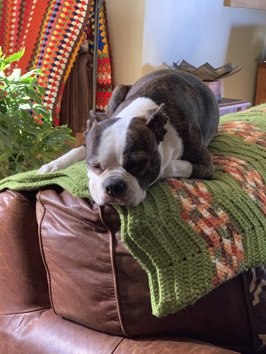 #bostonterrier #BostonTerrier #RainyDay #Bostonterrier <a href="/iBostonTerrier/">iBostonTerrier.com</a> <a href="/bterrierdogs/">Boston Terrier World</a> <a href="/bostonsarebest/">Boston Terrier</a>   It’s a chilly rainy Friday. Take advantage of it by doing some snoozing. 😴