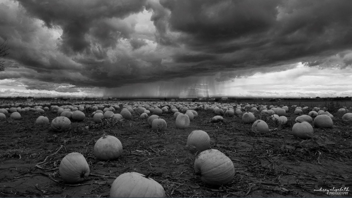 Audsabeth's tweet photo. It's #NationalPumpkinDay ? Here is a fun photo at @carpinitobros Pumpkin Patch. #washington #pnw #fall2018 #k5fall @KING5Seattle https://t.co/FijsT3GRjE