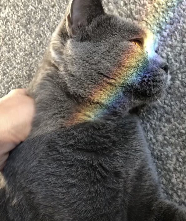 R A I N B O W  F A C E 🌈