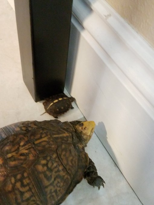 I found a baby box turtle outside and now I think Sally thinks he's her baby 💖 #turtles https://t.co<a href="/tag/turtles"class="tags"><span>#turtles</span></a>