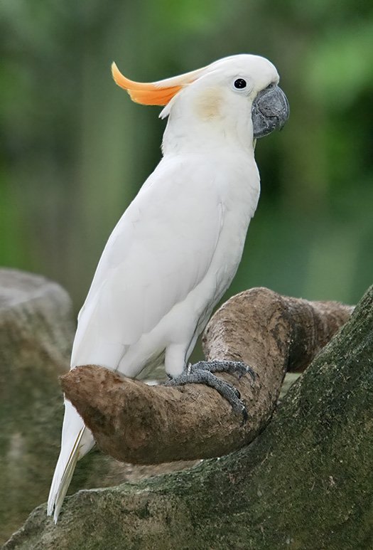BettyBirdLovers's tweet photo. #birdsaresinging #birdinaboat #birdynumnum #birdillistation #birdsofparadise #birdwallpaper #birdaday #birdplay #birdtsewestface #birdhousetheend #birdmum #birdybike #birdspot #birdinginthewild https://t.co/IK2xPwVJ2R