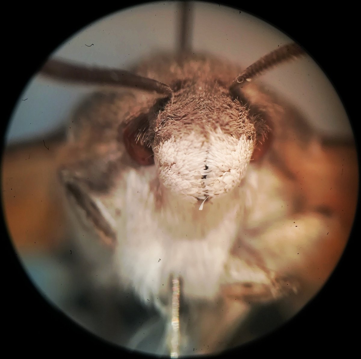 a_bichos's tweet photo. #entomology #entomologia #biology #biologia #zoologia #zoology #sphingidae #macroglossumstellatarum #beemoth #hummingbirdhawkmoth #insectos #insects #esfingecolibri https://t.co/qEsg3b8FwQ