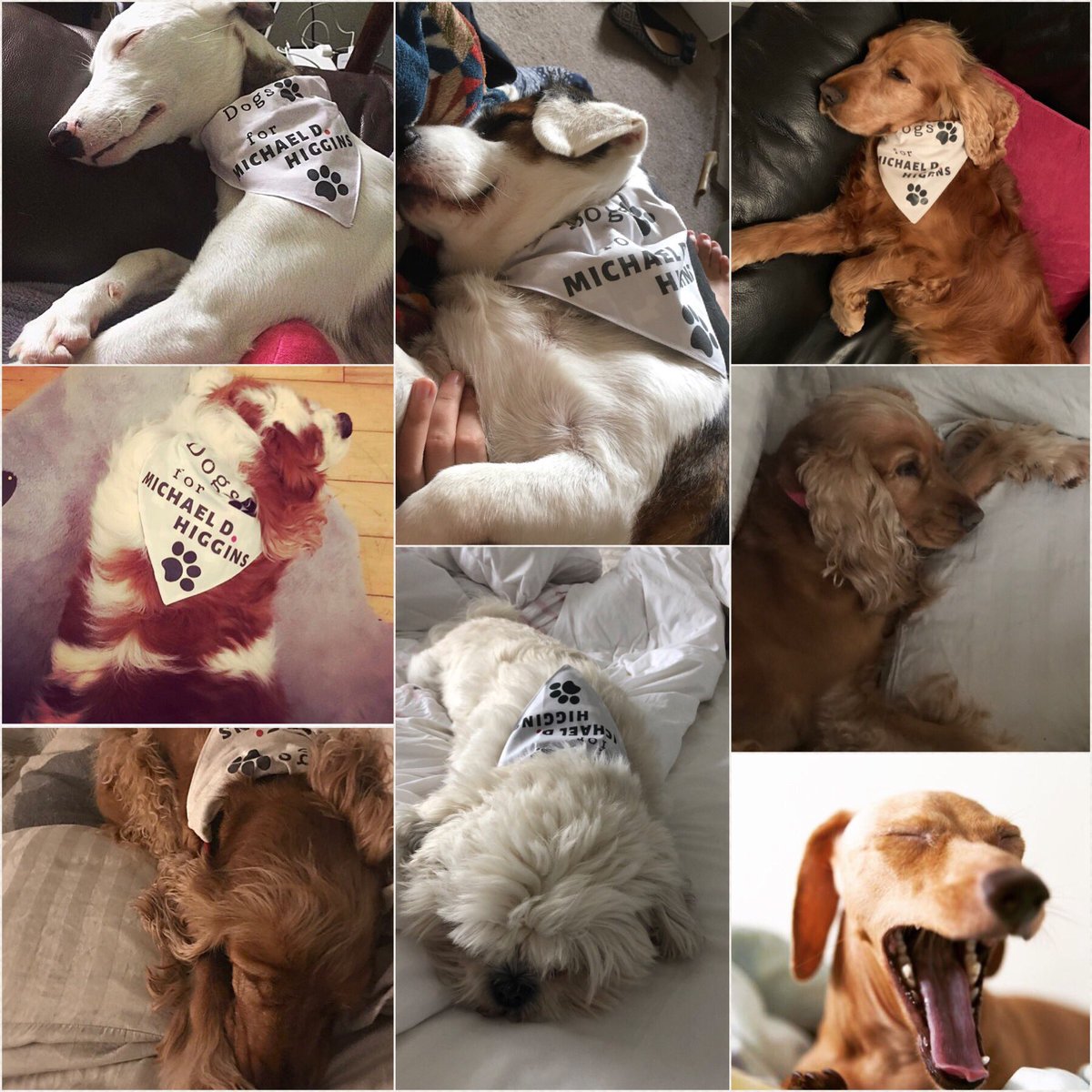 DogsForMichaelD's tweet image. Time to rest your paws #DogsForMichaelD looks like we did it 🐾 You’re all pawsome!!🐶 #wekeptthepoet #aras18 #michaeldhiggins