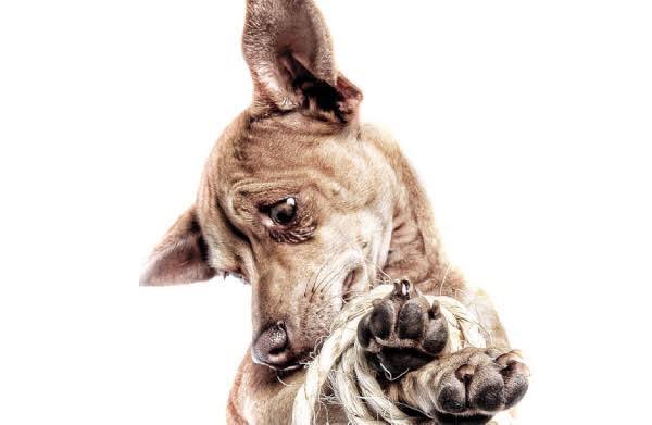 MascotaTRC's tweet photo. Hoy es viernes de #AdicciónCanina, y hablaremos sobre el secuestro de mascotas y la extorsion a los dueños de las mismas. Los esperamos en #AdictivoRadio de 1 a 3 pm. Los esperamos!!! https://t.co/6wPtcb3fw7