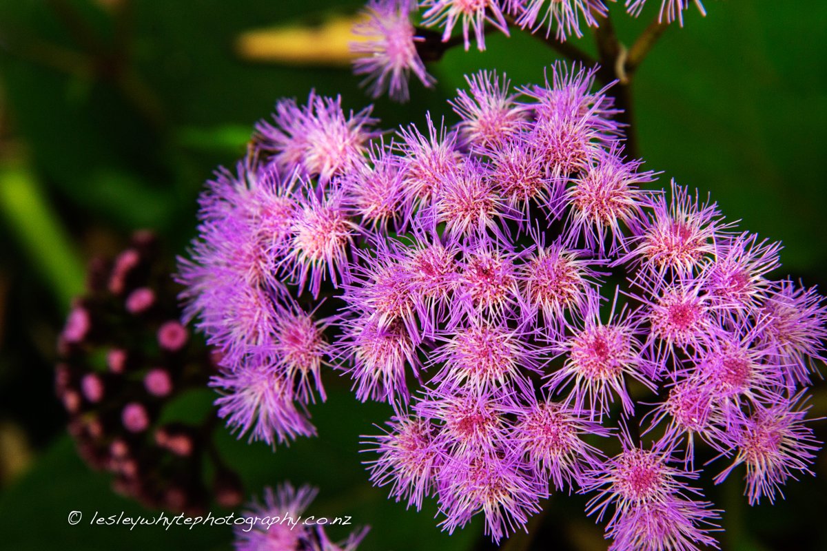lesley_whyte's tweet image. Morning my photography peeps #weekend #cameratime.  Today's photo taken at a secret location in Sydney where we will be heading for 2019 Ladies Sydney Photography Adventure.  

#lovemyphotography
#sydney
#flowers
#flowerphotography

lesleywhytephotography.co.nz