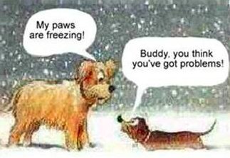 Tierradanimales's tweet image. #HumorPerruno