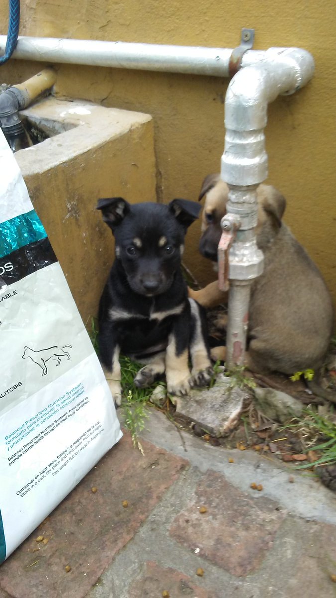 ComunicandoSiempre📣 (@comunicadoopina) on Twitter photo Adopción responsable 🚨 zona Quilmes Contacto por mensaje privado RT <a href="/mebolcomba/">Mabel Comba 🇦🇷🐾</a> <a href="/sanmarza64/">sandra marcela</a> <a href="/refugioenalerta/">refugioenalerta</a> @aide_tarrio <a href="/gatitosdeavella/">gatitosdeavellaneda</a> <a href="/refugioenalerta/">refugioenalerta</a> <a href="/lavozdelosotros/">LAVOZDELOSOTROS</a> <a href="/ceciba05/">Cecilia BA</a> <a href="/Grabea2010/">Gra</a> <a href="/KarenKasumiAr/">Karen 💛💛</a> <a href="/kiradeloeste/">kira 🐱💛</a> <a href="/GaJaureguiberry/">💚 Mestizos! 🎵</a> @ILoveOutis <a href="/ComoNoAdorarlos/">Como No Adorarlos</a> <a href="/mcg1465/">MCG🇧🇷</a> Adopción responsable 🚨 zona Quilmes Contacto por mensaje privado RT <a href="/mebolcomba/">Mabel Comba 🇦🇷🐾</a> <a href="/sanmarza64/">sandra marcela</a> <a href="/refugioenalerta/">refugioenalerta</a> @aide_tarrio <a href="/gatitosdeavella/">gatitosdeavellaneda</a> <a href="/refugioenalerta/">refugioenalerta</a> <a href="/lavozdelosotros/">LAVOZDELOSOTROS</a> <a href="/ceciba05/">Cecilia BA</a> <a href="/Grabea2010/">Gra</a> <a href="/KarenKasumiAr/">Karen 💛💛</a> <a href="/kiradeloeste/">kira 🐱💛</a> <a href="/GaJaureguiberry/">💚 Mestizos! 🎵</a> @ILoveOutis <a href="/ComoNoAdorarlos/">Como No Adorarlos</a> <a href="/mcg1465/">MCG🇧🇷</a>