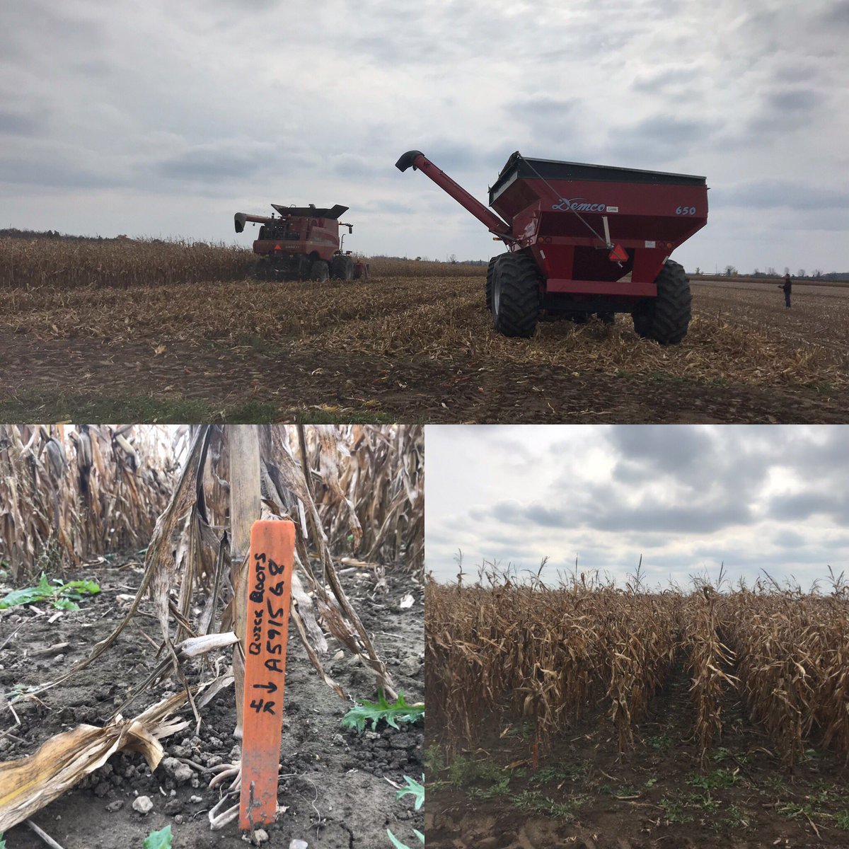 PhilNadalin's tweet photo. Spending a lovely Friday afternoon with my pal and acquaintance @aaron_stevanus taking off a corn plot with #QuickRoots technology.
Thanks for the support! https://t.co/HgMdEI0Nmr