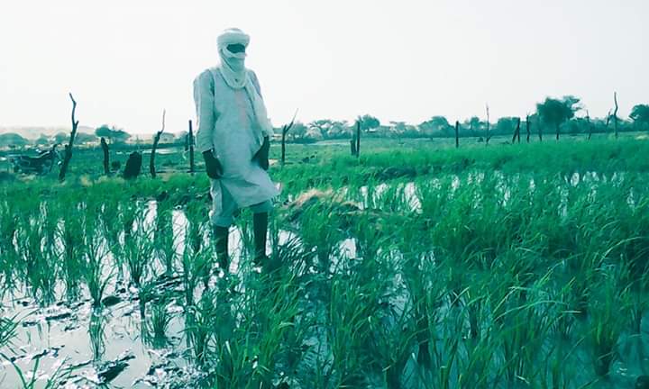 Emnaguil1's tweet photo. #SECTEUR D'EM-NAGHIL
La riziculture dans l'oued d' Anchawadj une initiative locale en voie de succès. https://t.co/WyXf364p4d