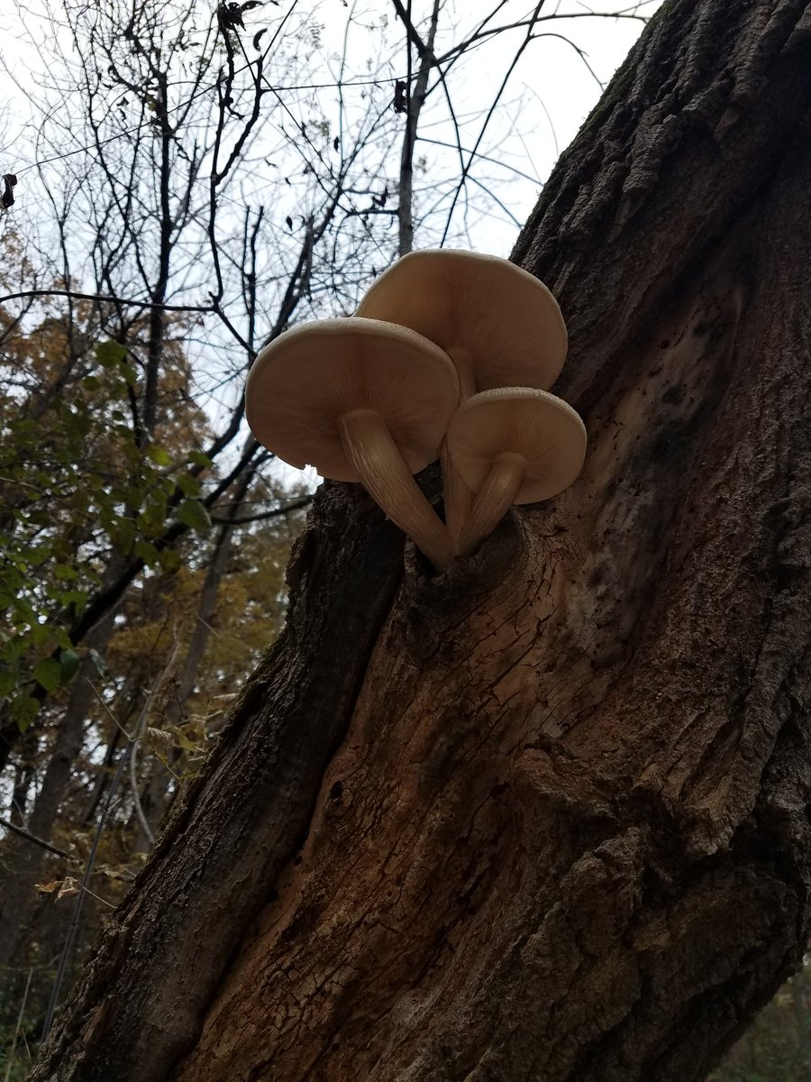 RobebreScience's tweet photo. Out with students being one with Mother Nature. Some rain but no complaints from the students! #PiratePride https://t.co/j9dWyJBEUy