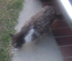 tZoneWatchParty's tweet photo. A funny little cat came up to me with a raspy voice and severly matted hair. It followed me as I was getting in my car only to stop to try to eat something nasty on the road.  It was love at first site.  I took her home and my daugher named her Calisto  #SeniorPet #seniorcat https://t.co/npW4HT3slW