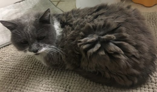 tZoneWatchParty's tweet photo. A funny little cat came up to me with a raspy voice and severly matted hair. It followed me as I was getting in my car only to stop to try to eat something nasty on the road.  It was love at first site.  I took her home and my daugher named her Calisto  #SeniorPet #seniorcat https://t.co/npW4HT3slW