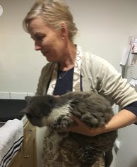 tZoneWatchParty's tweet photo. A funny little cat came up to me with a raspy voice and severly matted hair. It followed me as I was getting in my car only to stop to try to eat something nasty on the road.  It was love at first site.  I took her home and my daugher named her Calisto  #SeniorPet #seniorcat https://t.co/npW4HT3slW