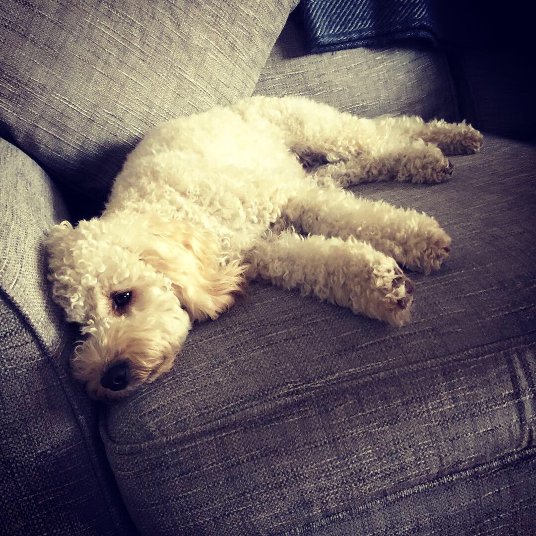 AaronWanford's tweet photo. @GouldthorpeJo Have no fear Eddie... #EstherWillimena is here #sofaday #dogrest https://t.co/CZyjP5o9dN