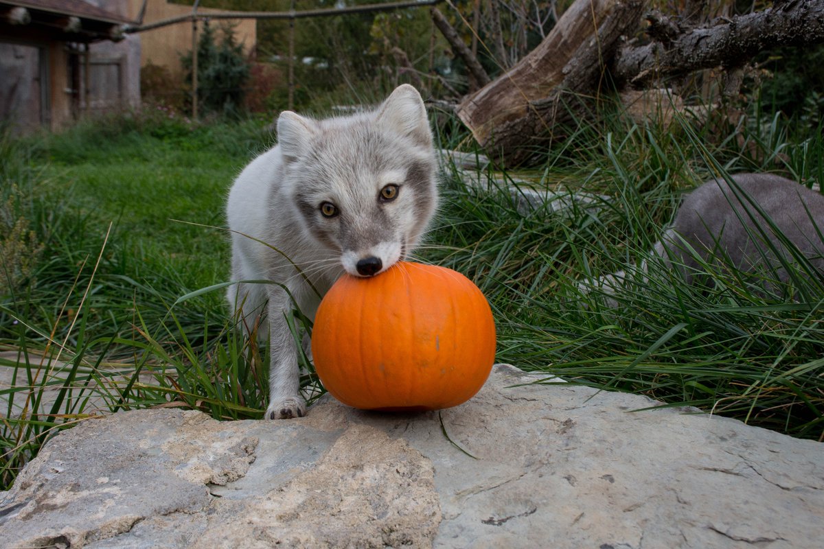 buffalozoo's tweet photo. It's #NationalPumpkinDay so you get a pumpkin and you get a pumpkin! Everyone gets a pumpkin! https://t.co/1TqSn2Dvx1