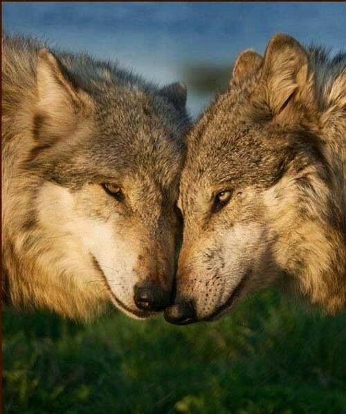 Look at this pic and tell me that animals aren't sentient beings! Family and love is the same in any species. Go vegan peeps and make the connection. #govegan #vegan #veganfortheanimals #CompassionOverCruelty #animalsaresentient #compassion #love #wolves #animalrights 🐺