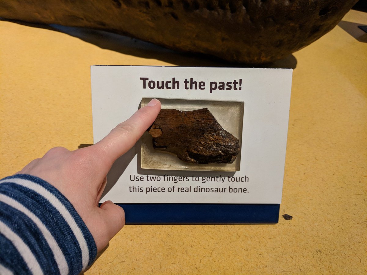 scribbswriting's tweet photo. You know I'm going to! 😍😆 #carnegiemuseum #touchingdinos #pittsburgh https://t.co/c8wpEsGbtx