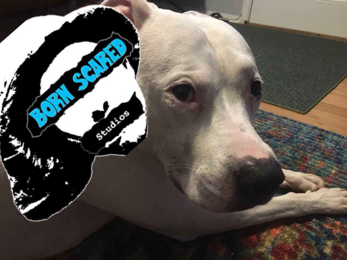 HomicideMcLeod's tweet photo. #PitbullAwarenessMonth #BornScared #BornScaredStudios https://t.co/hZYRxY3MYy