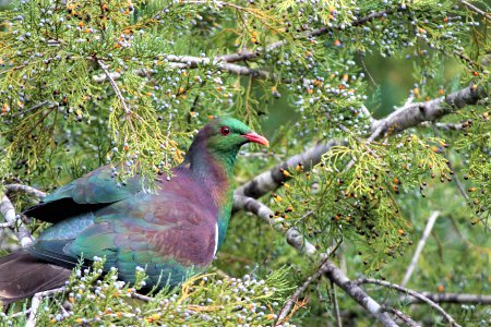 BirdSearchNZ's tweet photo. Bird of the week is NZ Pigeons/ Kereru. Did you know that there are 27 māori names for them! You can find Kereru’s in the Dunedin Botanic Garden BirdSearch. https://t.co/2iWbO3Ba55
#birds #NewZealand #Pigeon #BirdSearch https://t.co/kfOPrnS2qS
