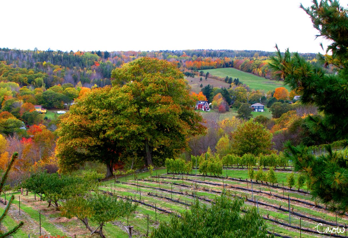croweddy's tweet image. Bear River, Vineyard, Nova Scotia, Canada