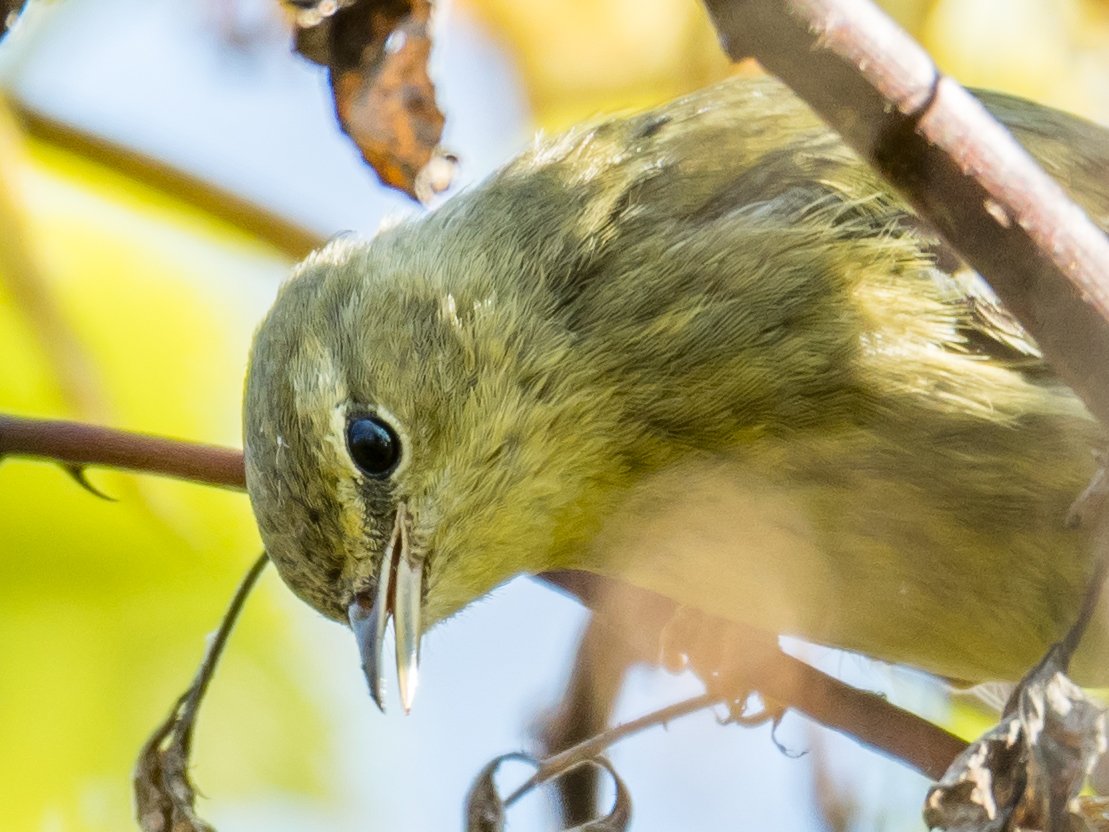 BrandonKTate's tweet photo. Pine warblers at Braddock Bay, on their way to wintering grounds farther south. https://t.co/8cZSEISt9T