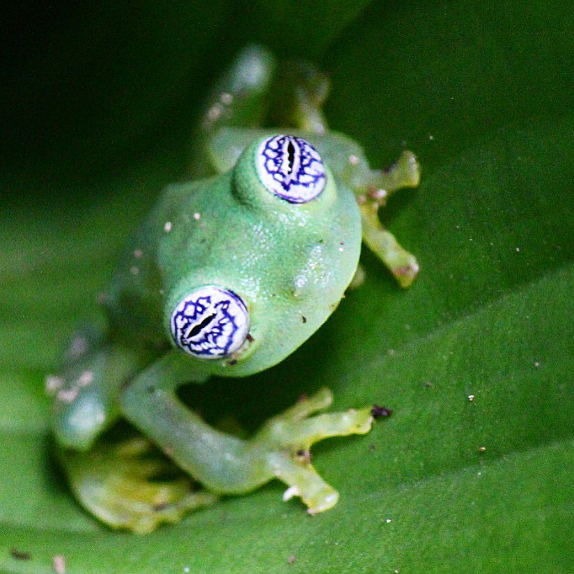 It’s Frog Friday 😎🐸 Do you know this species? Nice shot @thegucciorca!
#REPTILESMagazine #Amphibians #SouthAmerica #AmphibianConservation #metamorphosis #indicatorspecies #Herpetology