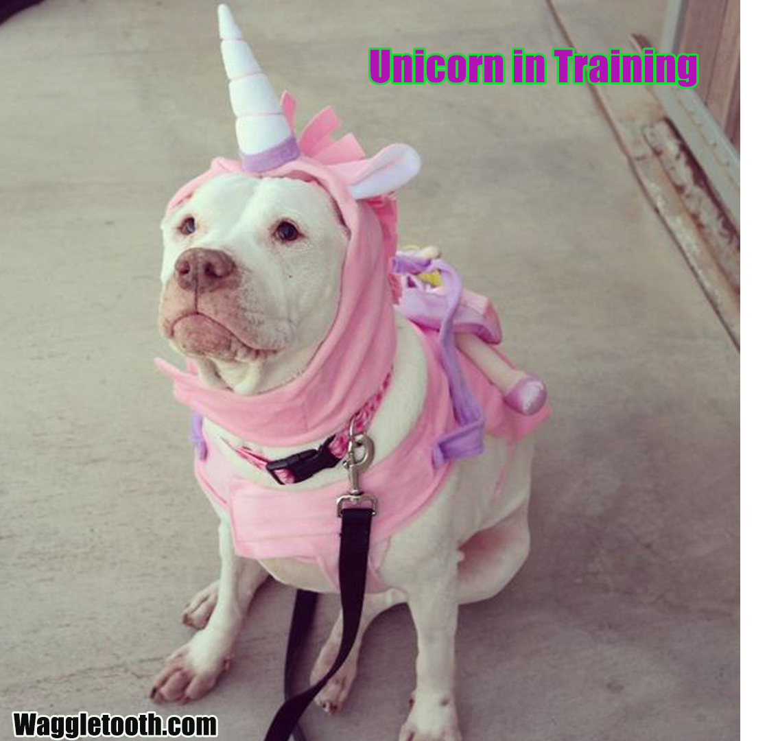 theWaggletooth's tweet photo. In a world where you can be anything, a unicorn is a great choice. #unicorn #dogcostume #halloween #dogtoothbrush #dogtoothpaste #Waggletooth.com #dogbone #dogsoftwitter #doglovers #Pitbull #dogsmile #dogstar #healthydogs #cleancanines @HopePitbull @ETherapydog @SoloPitbullES https://t.co/xIBEdRbojd