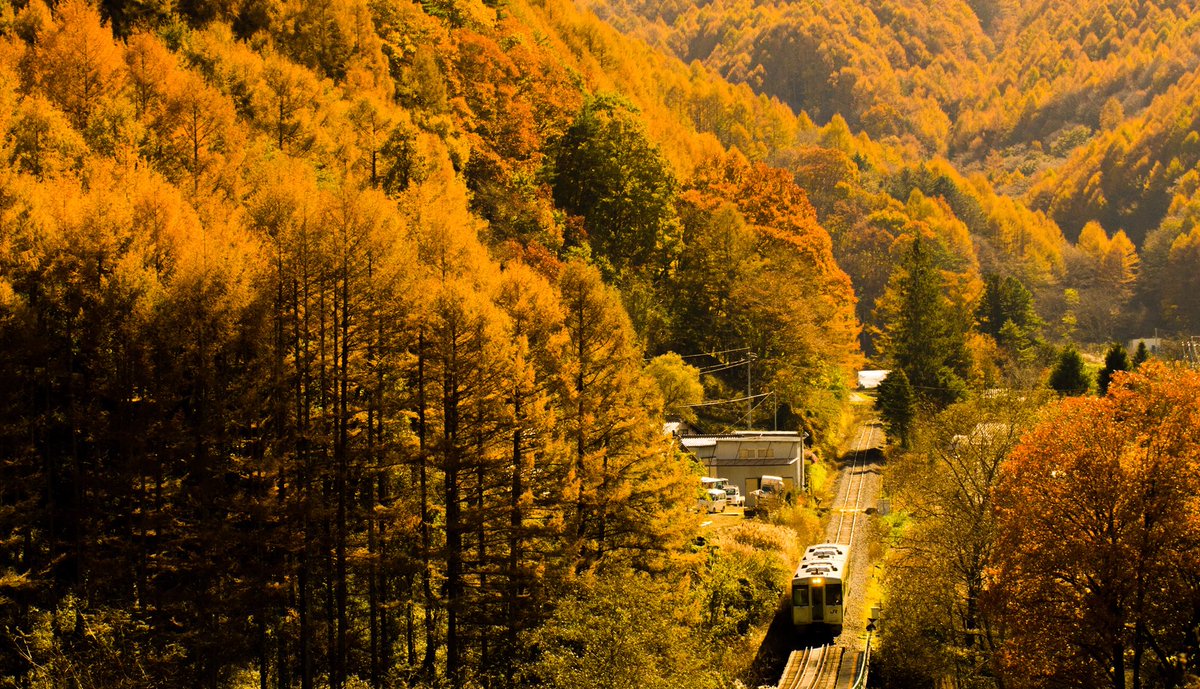 ひゅーま 小海線 鉄道最高点のある小海線 標高が高いだけあってカラマツが綺麗に黄葉します 東日本では貴重ではないでしょうか 今年は再訪したいのですが 予定が合うかな 13 11 04撮影 小海線 Jr東日本 紅葉 黄葉 鉄道写真 長野