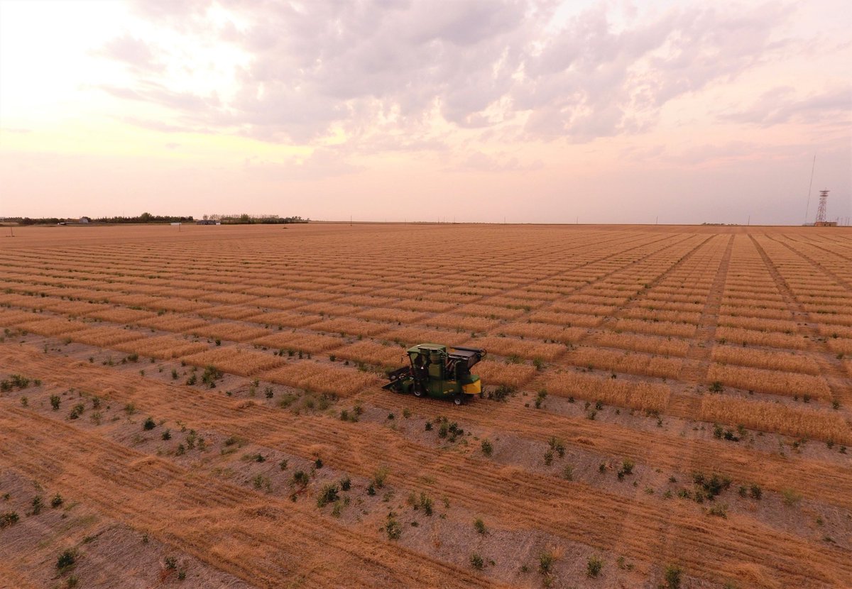 rackpetroleum's tweet photo. Find out  what durum seeding rate works best for durum in a dry year, all the results for our uymi research will be released nov 29 in Saskatoon ! #uymi, #harvest18 https://t.co/PAlcx1KJJo