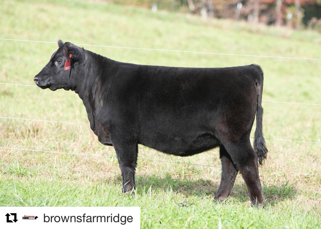 brownsmarketing's tweet photo. #Repost @brownsfarmridge with @get_repost
・・
Lot 4 l BFR Proven Queen 1802 l Classen x Brilliance l March 7, 2018

Bid on our online sale Monday October 29th on https://t.co/zGB3RLeHe0 and come start chasing banners with our crew!

#diamonds4thebackdrop #teambfr #bannerchasing https://t.co/iNkKSA0Xw5