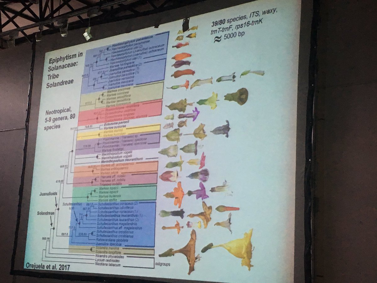 Lagomarsino_L's tweet photo. This slide 😍😍. This incredible floral diversity is why #Solandreae is one of my favorite clades in Andean cloud forests. #VIICLB2018 #CLB2018 https://t.co/XdrGiJA7SV