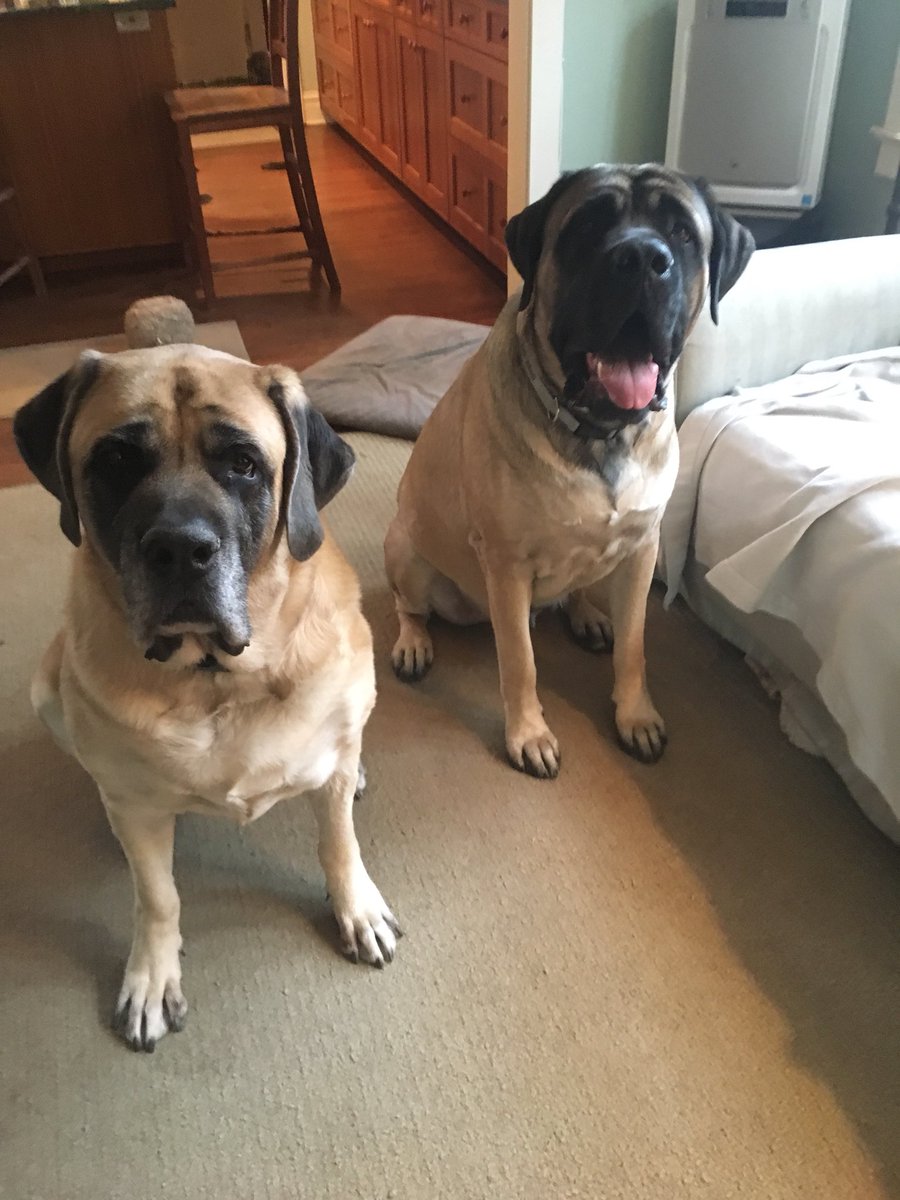 NoraMabie's tweet photo. Perks of going to school close to home... getting to hang out with these big babies. #AtMedill #bigpups https://t.co/USwlImZFIs
